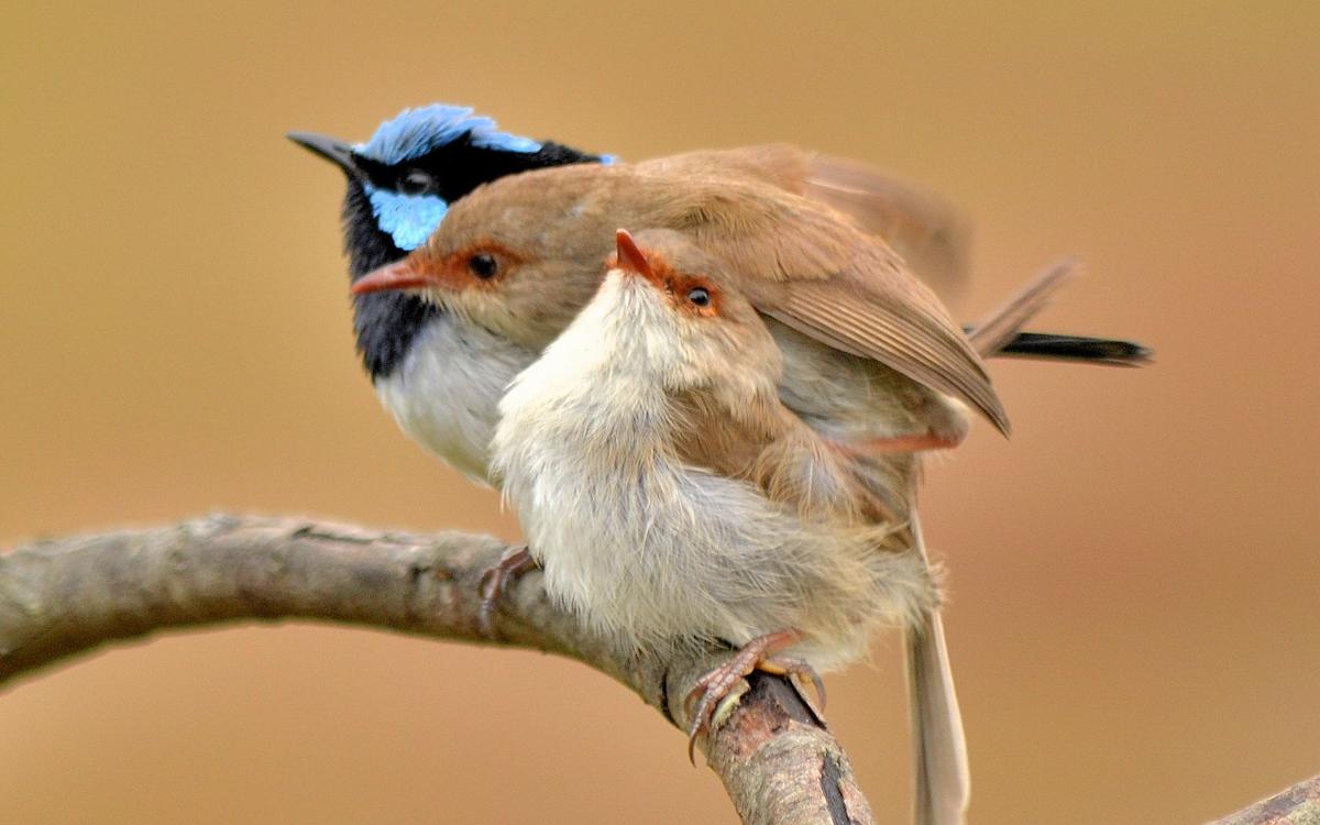 Exhibition: Our Feathered Neighbours