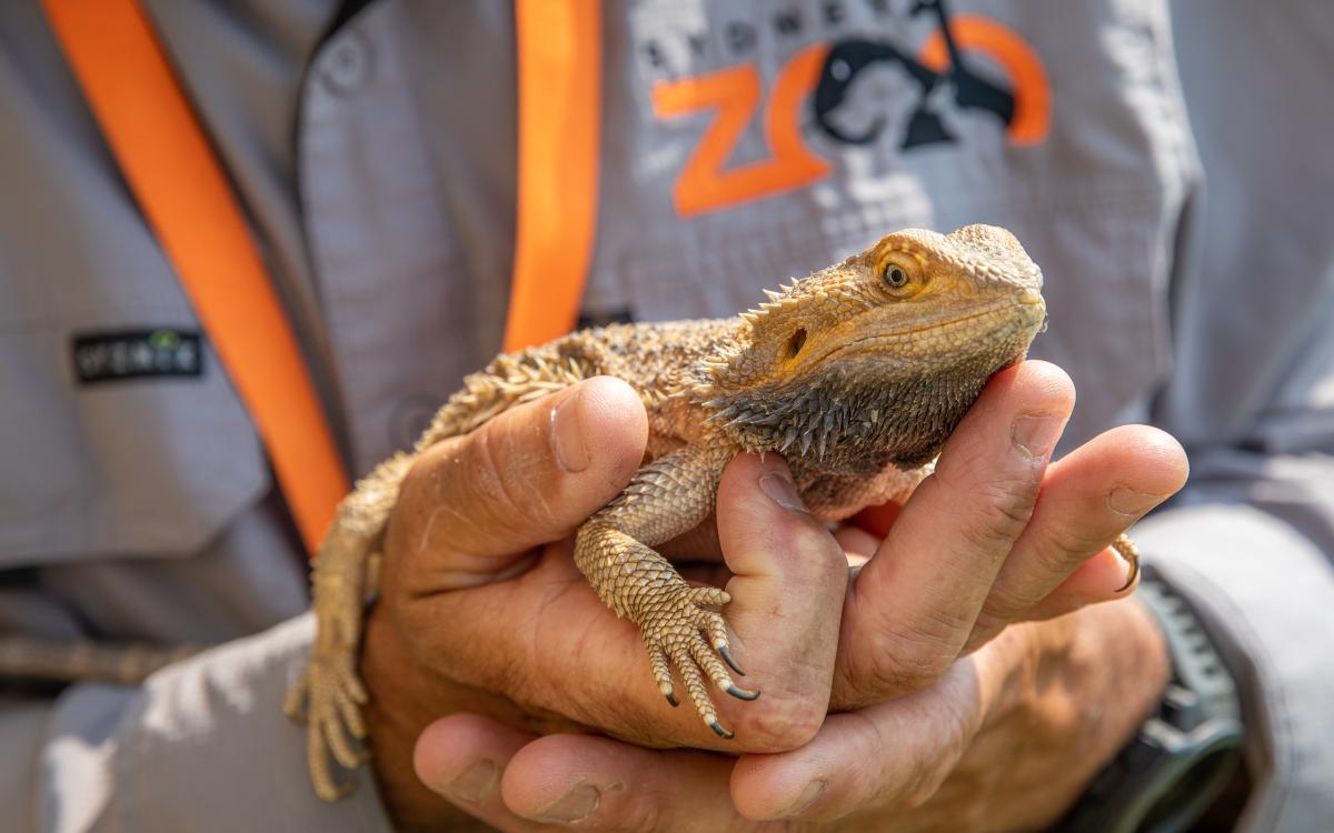 Sydney Zoo's Bungarribee Wildlife Workshop