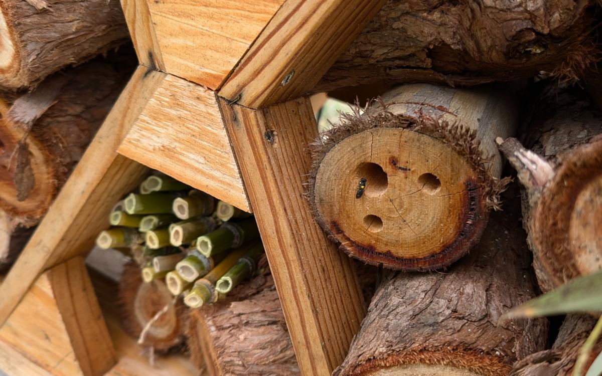 Buzz & Build: Celebrate World Bee Day with Native Bees