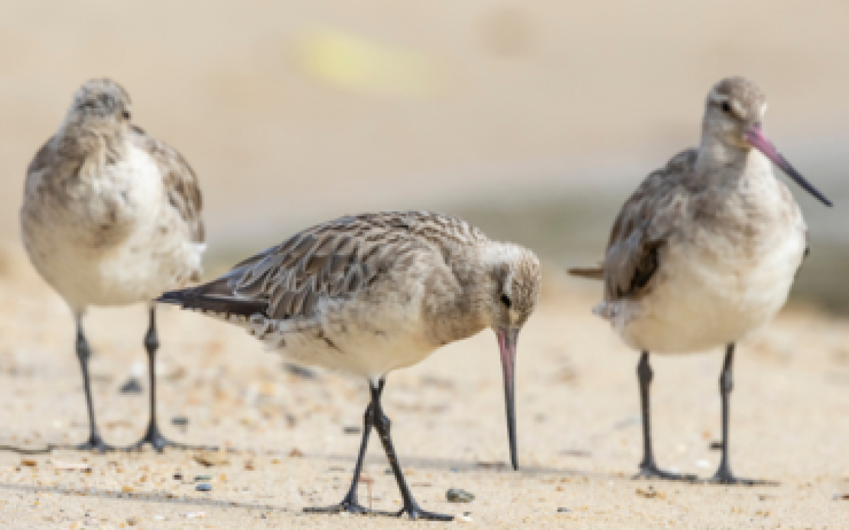 Learn & Spot: Feathered Friends of Five Dock