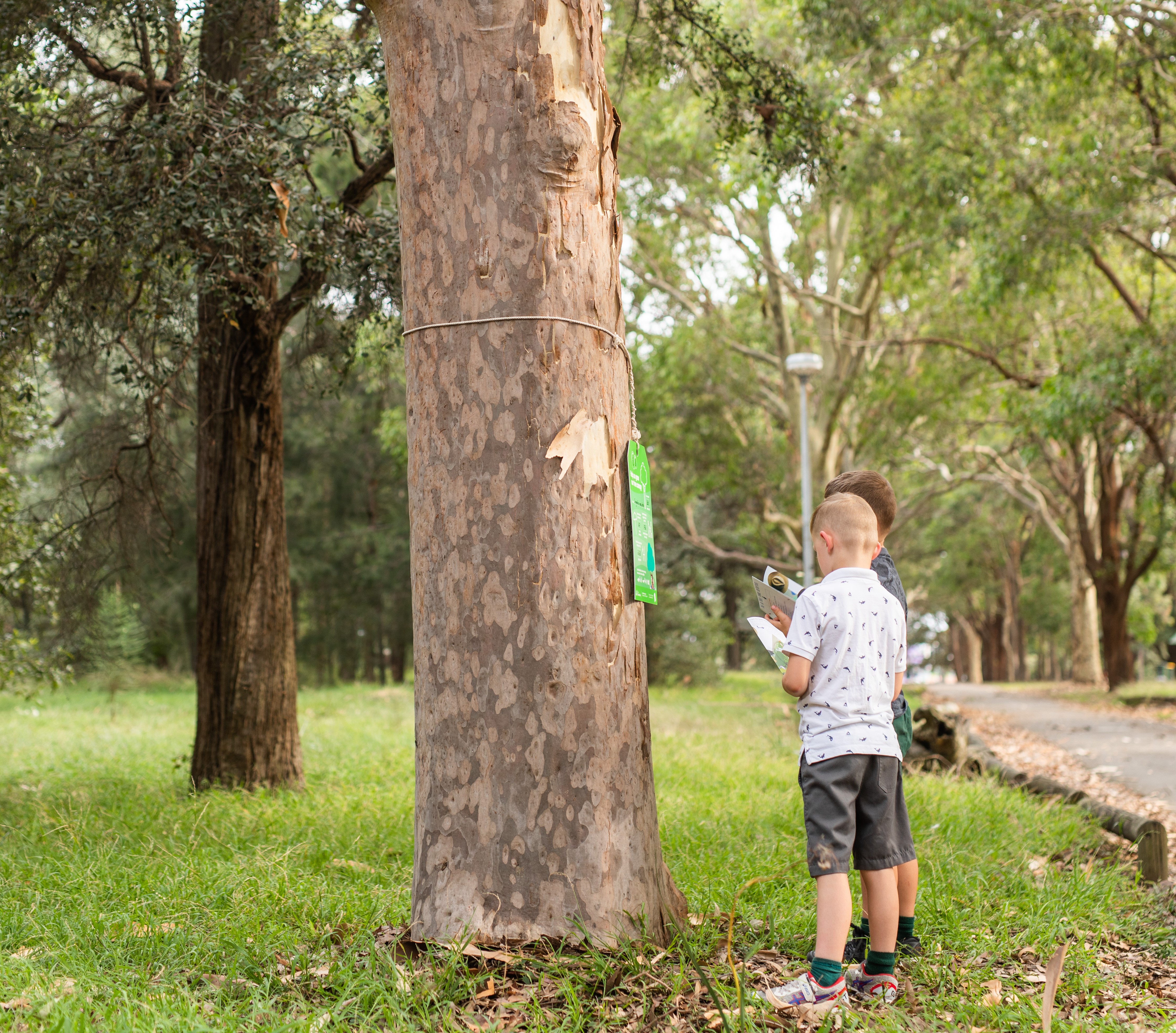 Children on the tree trail